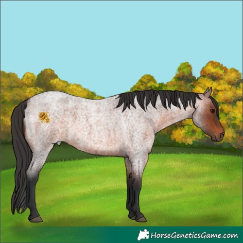 Horse Color:Brown Roan 