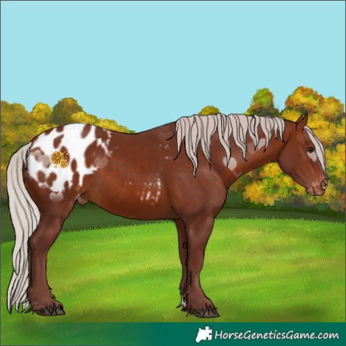Horse Color:Chocolate Silver Brown Blanket Rabicano 