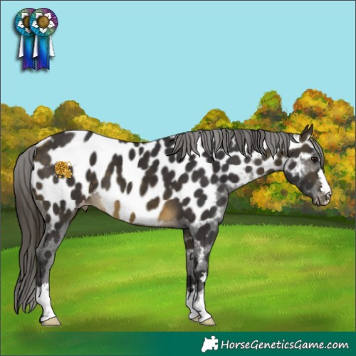 Horse Color:Buckskin Appaloosa 