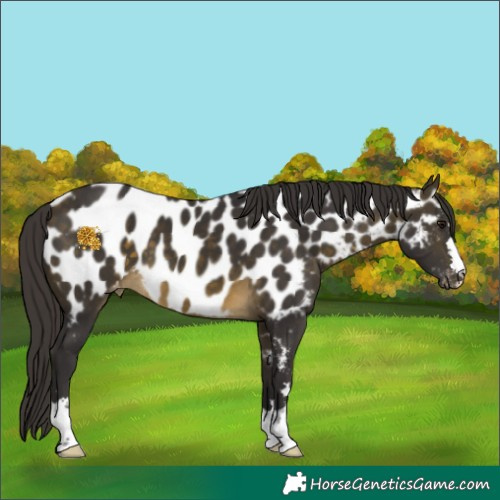 Horse Color:Buckskin Appaloosa 