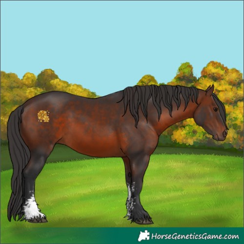 Horse Color:Brown Sabino Rabicano 