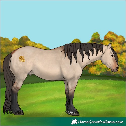 Horse Color:Bay Dun 