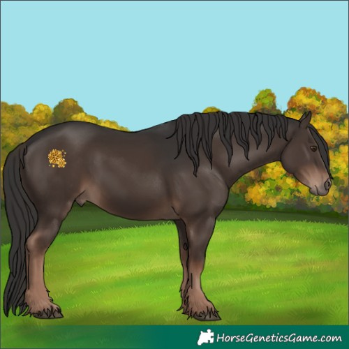 Horse Color:Liver Chestnut 