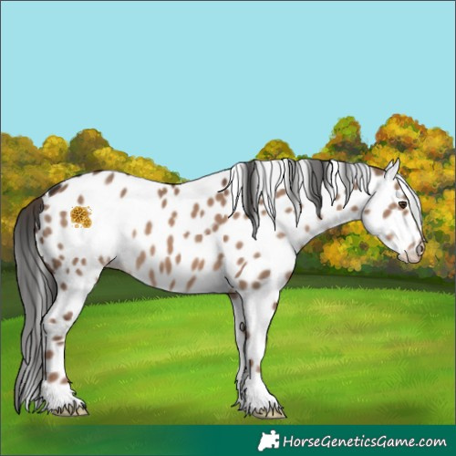 Horse Color:Liver Red Dun Leopard 