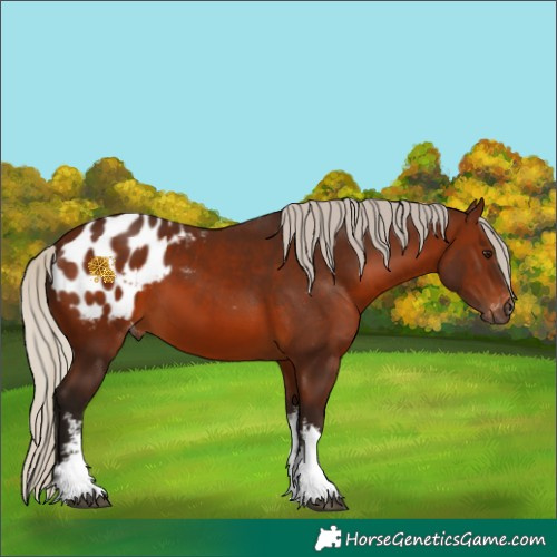 Horse Color:Gray White Spotted Silver Bay Appaloosa 