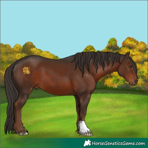 Horse Color:Liver Chestnut 