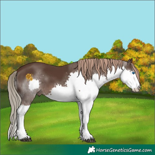 Horse Color:Liver Chestnut Splash 