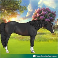 Horse Color:Brown 