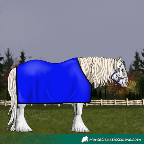 Horse Color:Palomino Sabino Splash