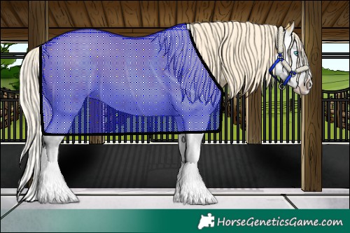 Horse Color:Palomino Sabino Splash