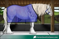 Horse Color:Palomino Sabino Splash