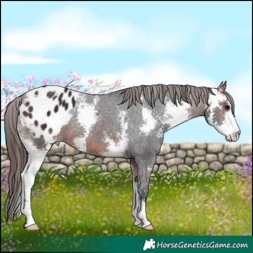 Horse Color:Bay Sabino Appaloosa