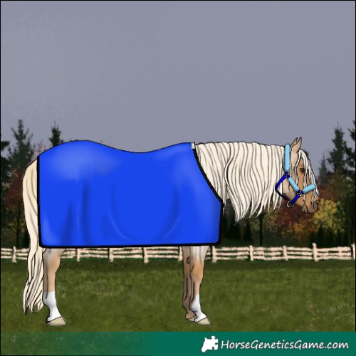 Horse Color:Palomino Roan 
