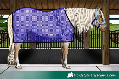 Horse Color:Palomino Roan 
