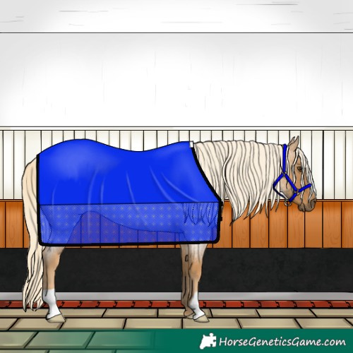 Horse Color:Palomino Roan 