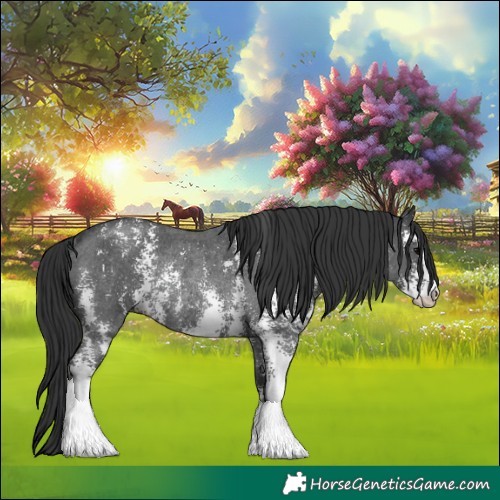 Horse Color:Black Sabino Rabicano 