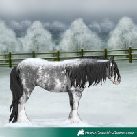 Horse Color:Black Sabino Rabicano