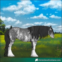 Horse Color:Black Sabino Rabicano