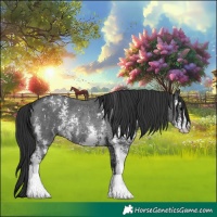 Horse Color:Black Sabino Rabicano 