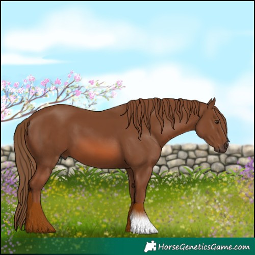 Horse Color:Chestnut 