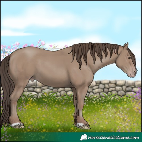 Horse Color:Classic Champagne 