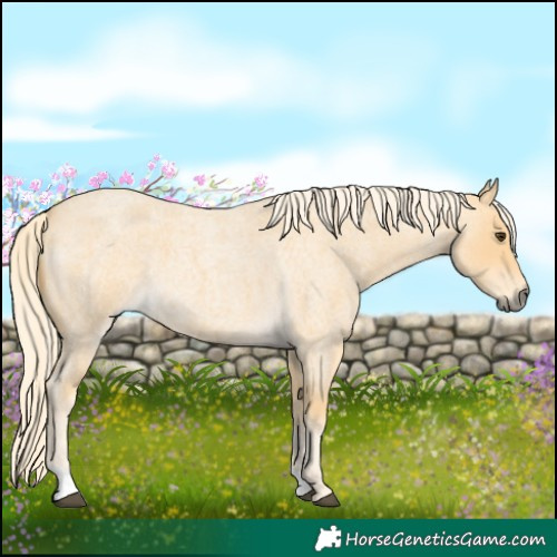 Horse Color:Palomino Roan 