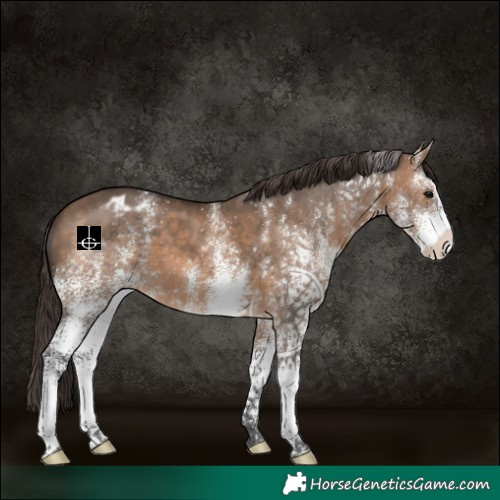 Horse Color:White Spotted Brown Dun Varnish 