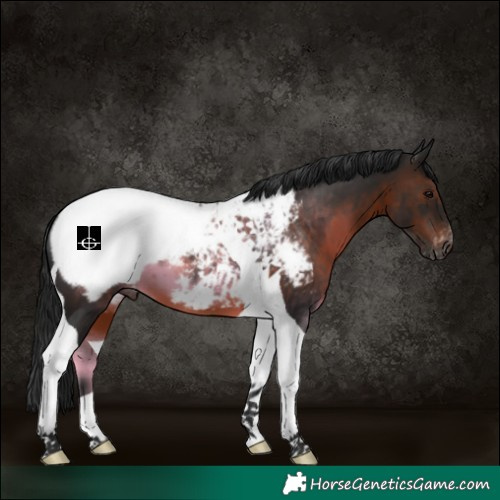 Horse Color:Gray Brown Tobiano Snowcap 