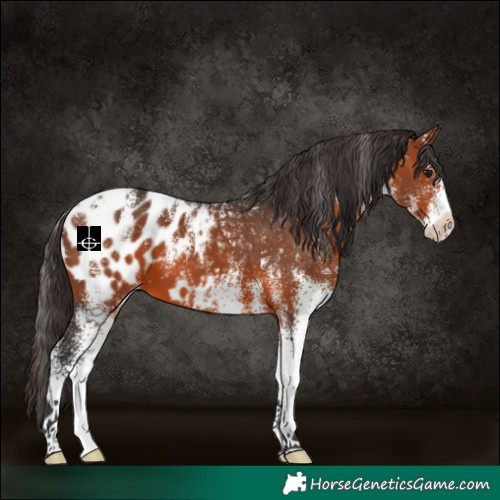 Horse Color:Powder White White Spotted Bay Appaloosa 