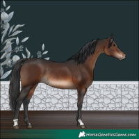 Horse Color:Brown Rabicano 