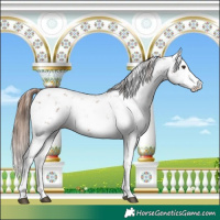 Horse Color:Chestnut Sabino