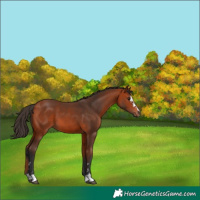 Horse Color:Bay 