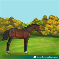 Horse Color:Brown 