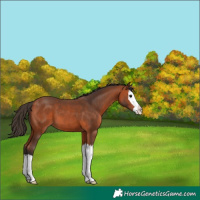 Horse Color:Bay Splash 