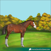 Horse Color:Bay Splash 