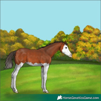 Horse Color:Bay Splash 