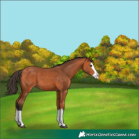 Horse Color:Bay Splash 