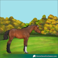 Horse Color:Bay Tobiano 