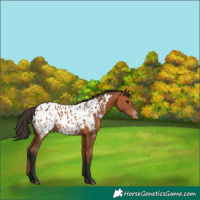 Horse Color:Bay Blanket 