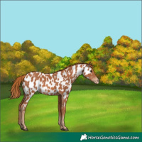 Horse Color:Chestnut Appaloosa 