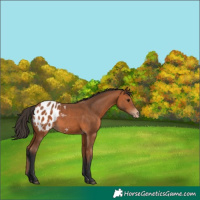 Horse Color:Bay Appaloosa 