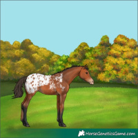Horse Color:Bay Appaloosa 