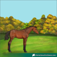 Horse Color:Bay 