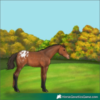 Horse Color:Bay Blanket 