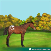 Horse Color:Bay Appaloosa 