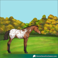 Horse Color:Bay Appaloosa 