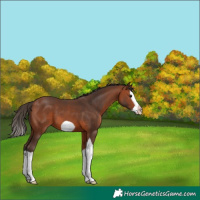 Horse Color:Bay Splash Frame Appaloosa 