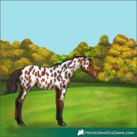 Horse Color:Bay Appaloosa 