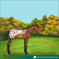 Horse Color:Bay Appaloosa 