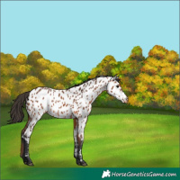 Horse Color:Bay Appaloosa 